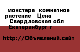 монстера, комнатное растение › Цена ­ 1 000 - Свердловская обл., Екатеринбург г.  »    